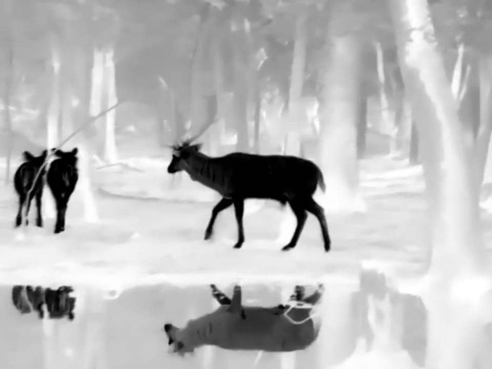 Conseils pour choisir la lunette thermique infrarouge idéale pour vos expéditions de chasse