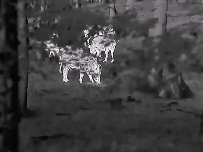 Caméra thermique de vision nocturne : applications et choix d'une caméra de vision nocturne infrarouge et d'un monoculaire thermique